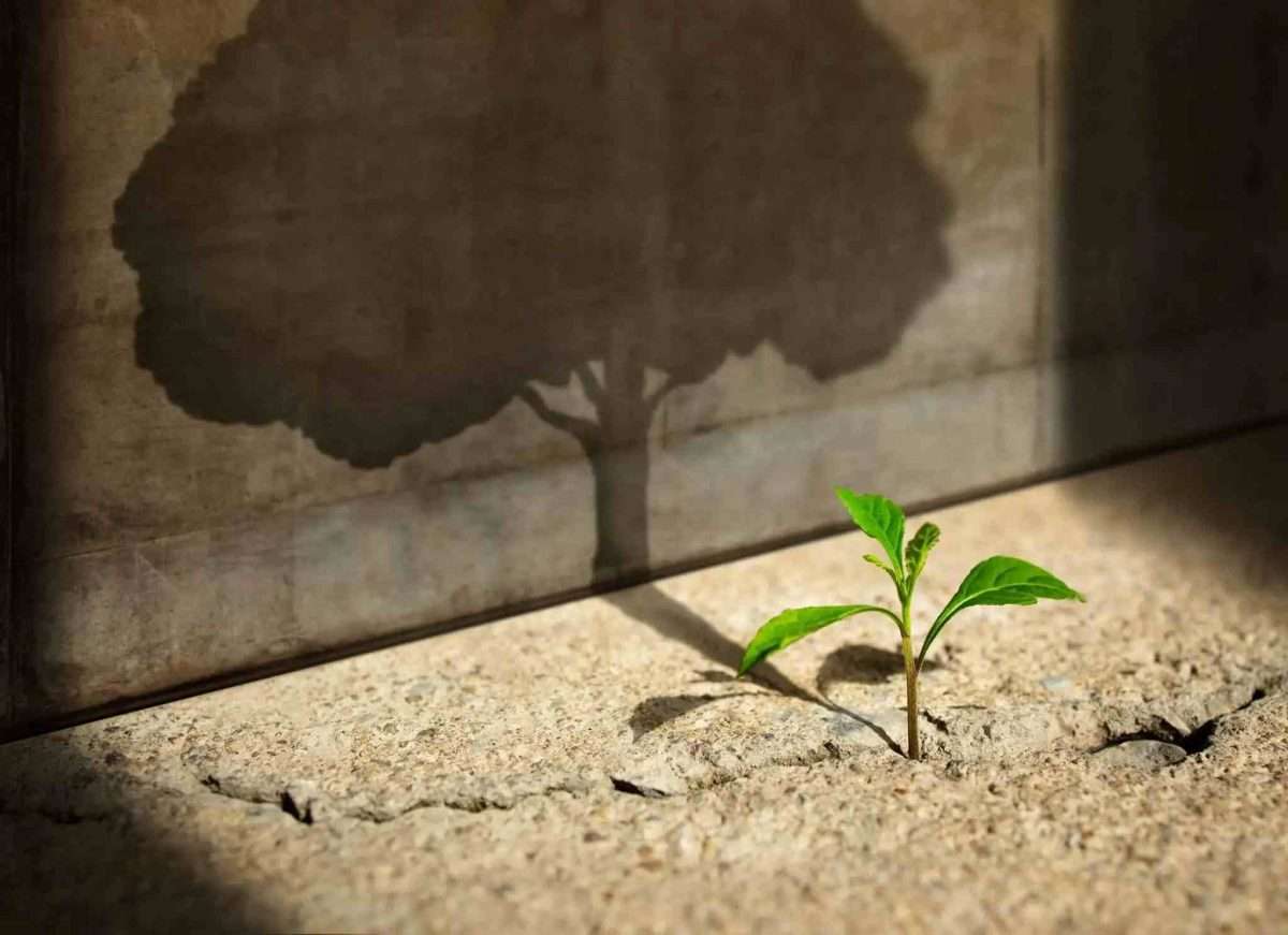 growth